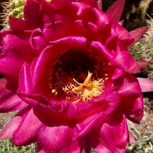 Meet your Posher, Nata